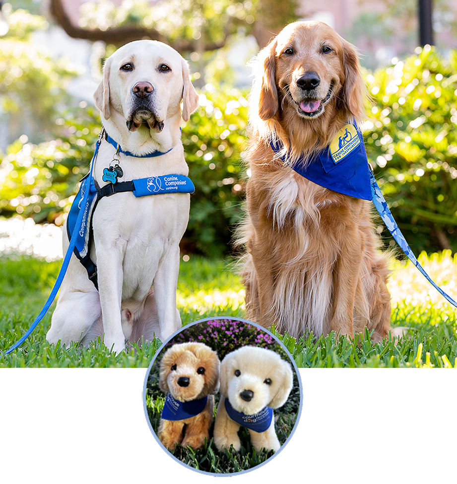 Photo of Barley and Lorne our Courthouse Dogs